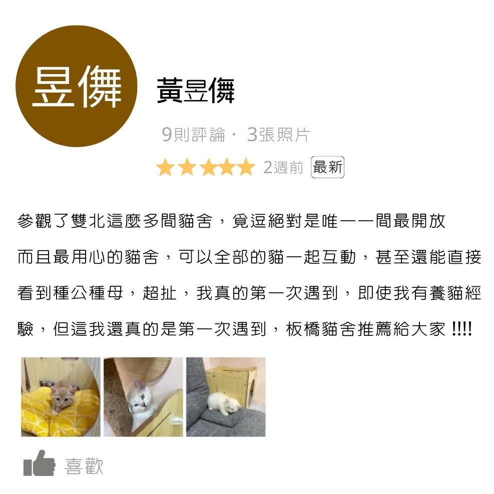 板橋貓舍,緬因貓舍,英短貓舍