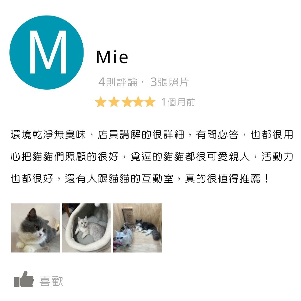 板橋貓舍,緬因貓舍,英短貓舍