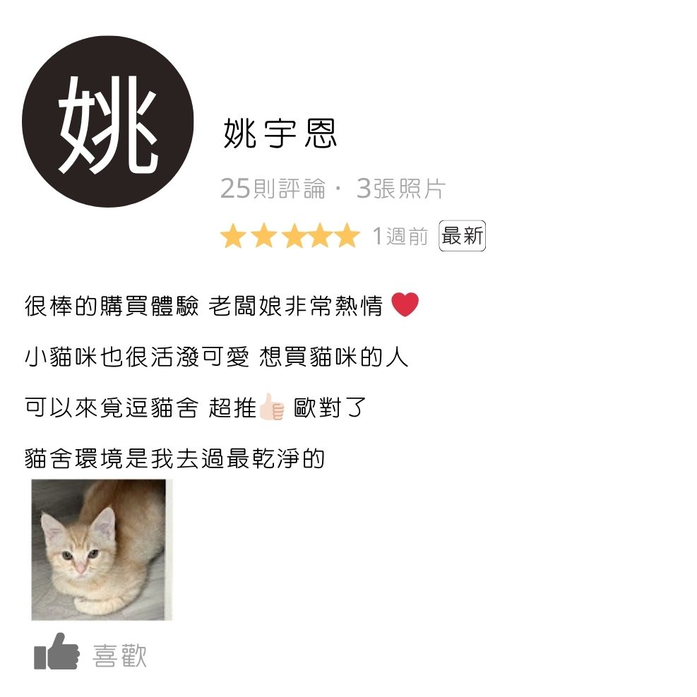 板橋貓舍,緬因貓舍,英短貓舍