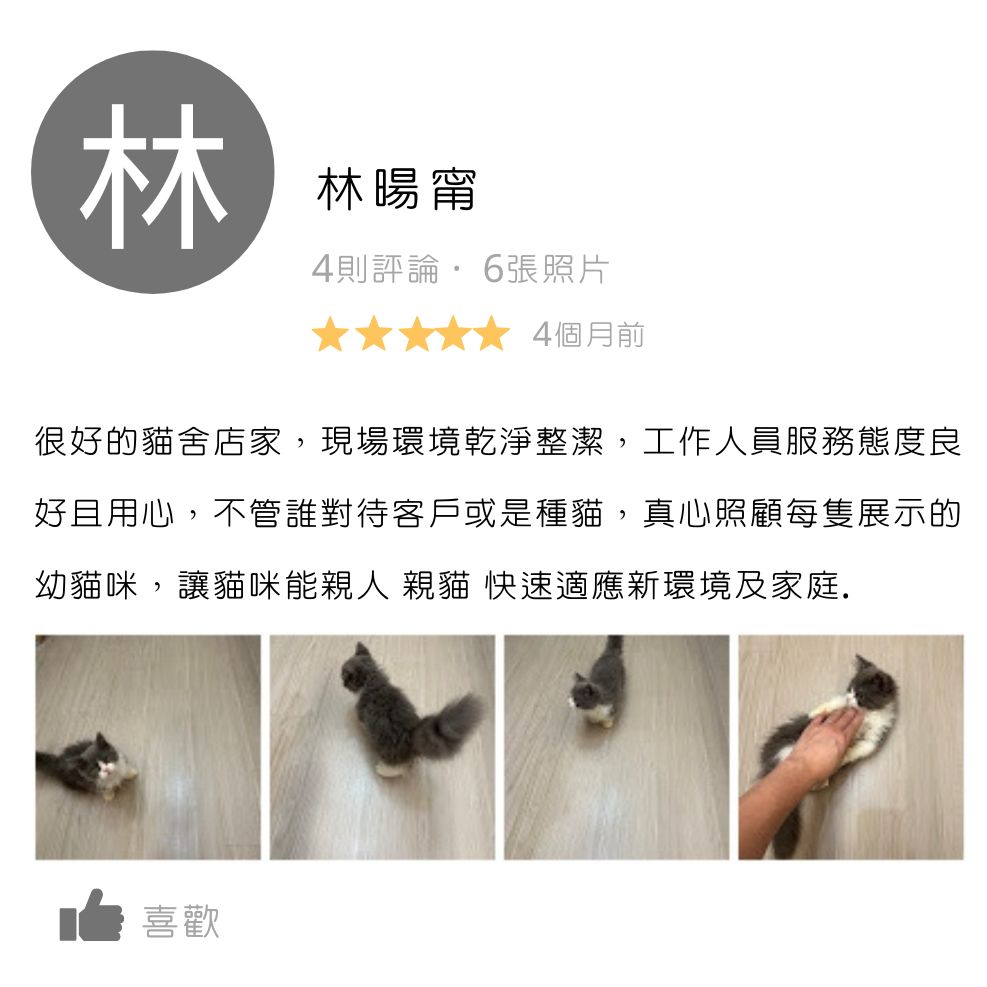 板橋貓舍,緬因貓舍,英短貓舍